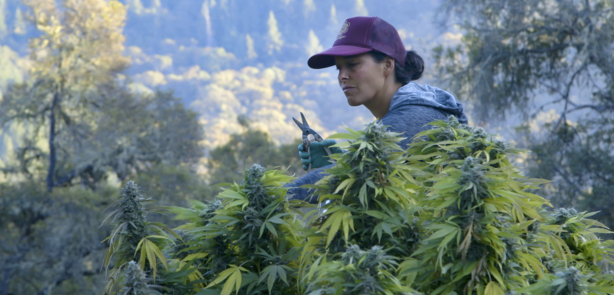 woman cutting cannabis plants